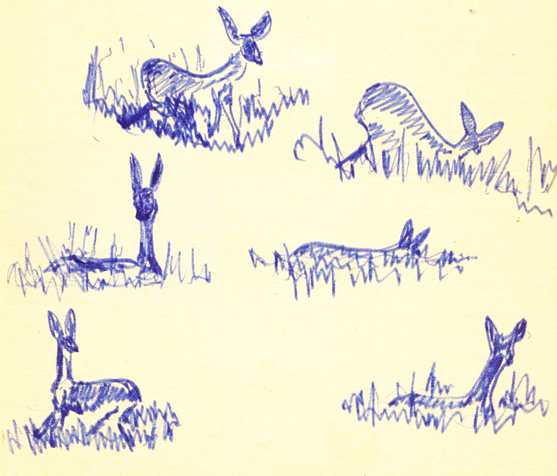 Der sketched in Linhope Valley